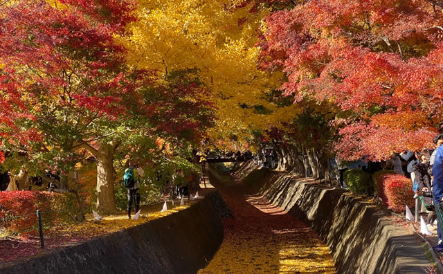 河口湖　紅葉　まつり のイメージ
