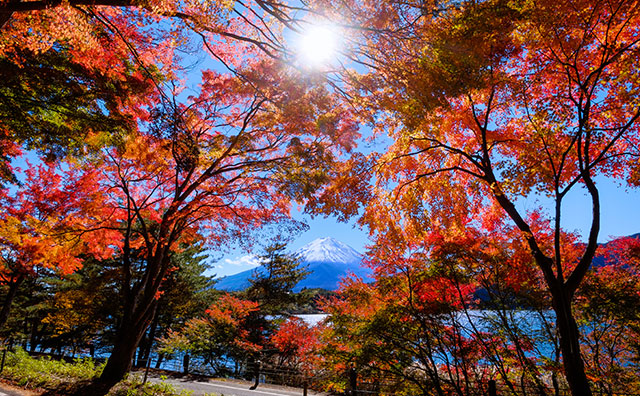 富士山と紅葉　河口湖