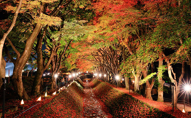 紅葉回廊ライトアップ