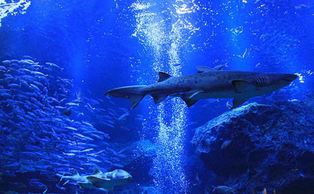 すみだ水族館