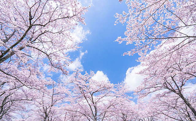 日本を代表する花 桜 東京で桜を楽しもう びゅうトラベル Jr東日本