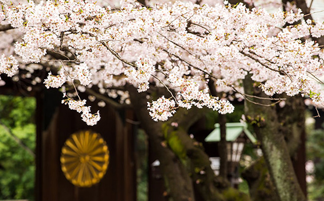 靖国神社の桜