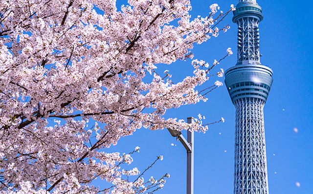 スカイツリーと桜