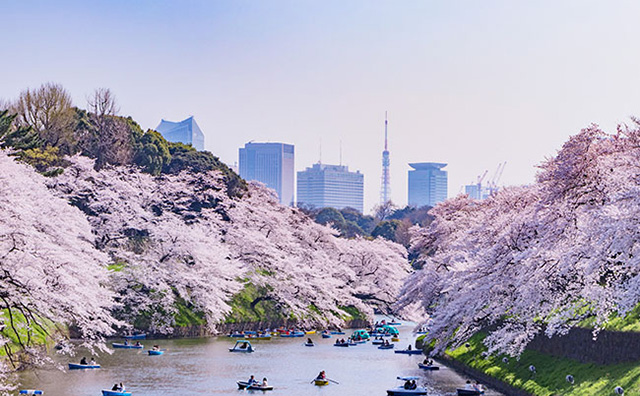 千鳥ヶ淵の桜 のイメージ