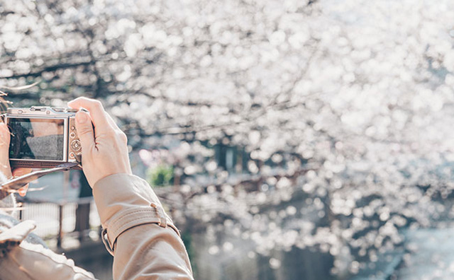 桜の撮影（イメージ）