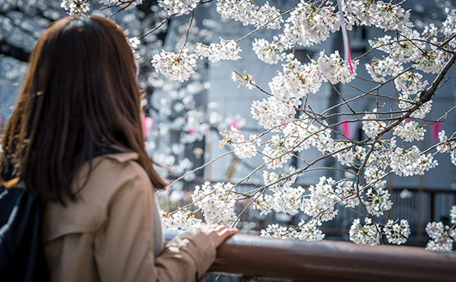 お花見（イメージ）