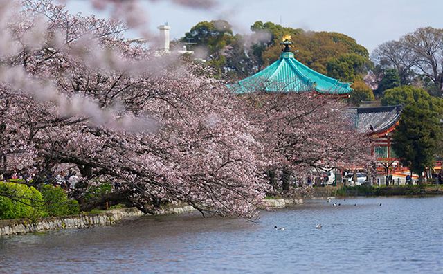 上野恩賜公園の桜のイメージ