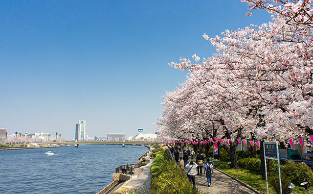 隅田公園の桜のイメージ