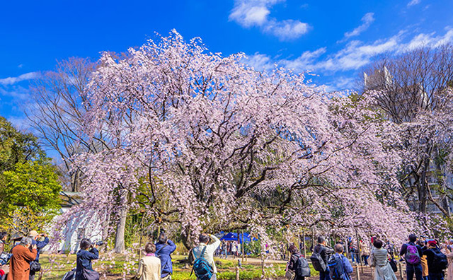 六義園の桜のイメージ