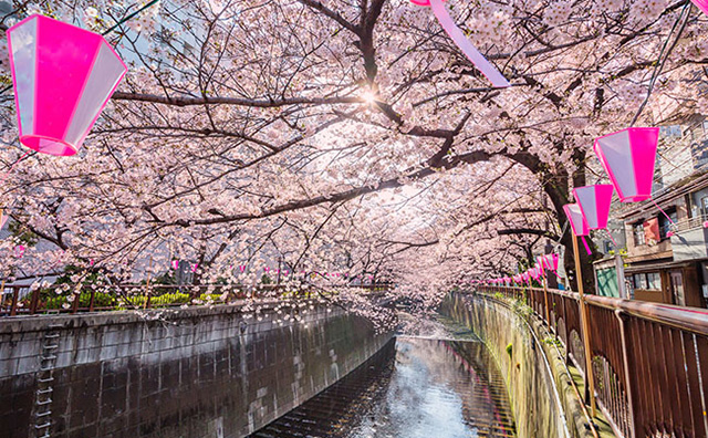 目黒川の桜