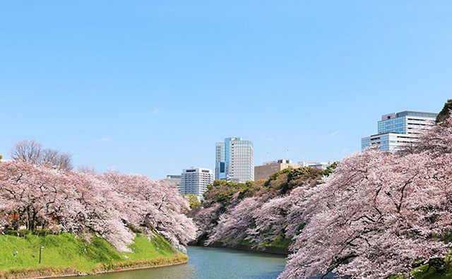 千鳥ヶ淵の桜