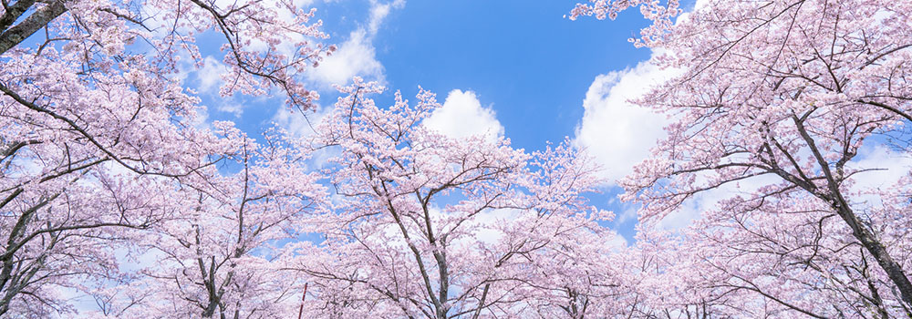 日本を代表する花・桜。東京で桜を楽しもう！