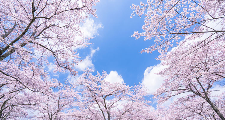 日本を代表する花・桜。東京で桜を楽しもう！