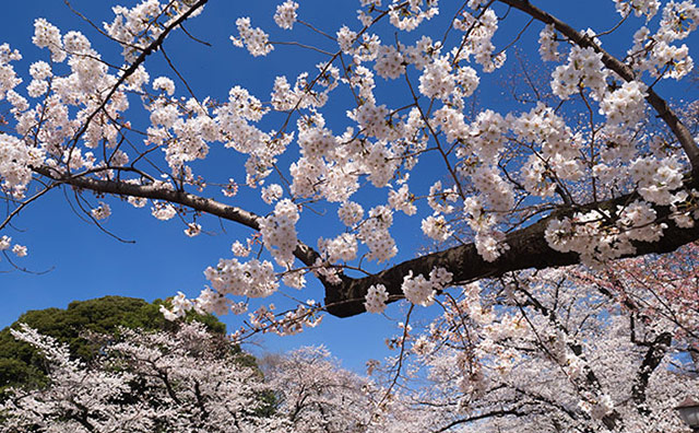 上野恩賜公園桜のイメージ
