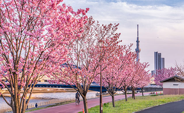 隅田川　桜（イメージ）