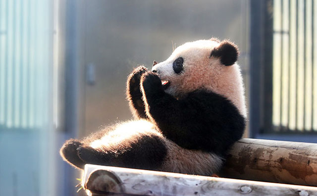 上野動物園　パンダのイメージ