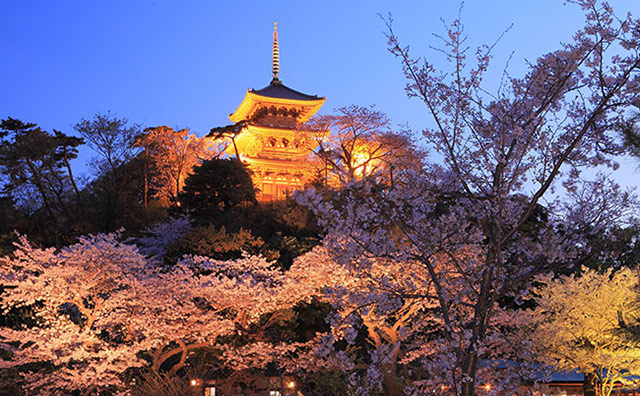 三溪園夜桜のイメージ