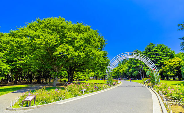 代々木公園のイメージ