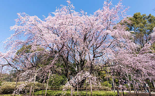 六義園のイメージ
