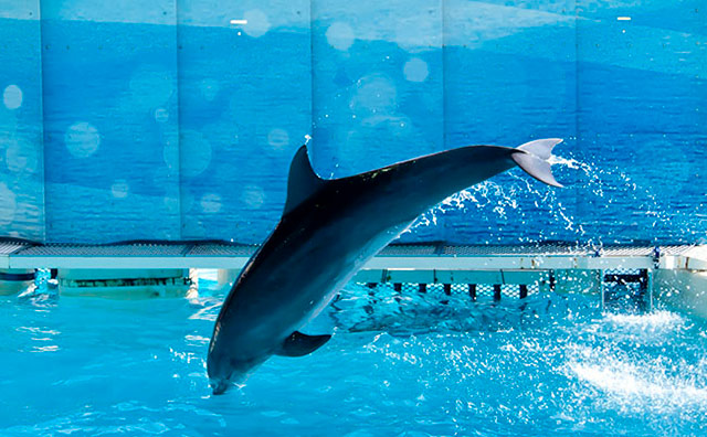 新江ノ島水族館　イルカショー