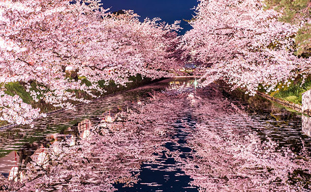 弘前公園の桜のイメージ