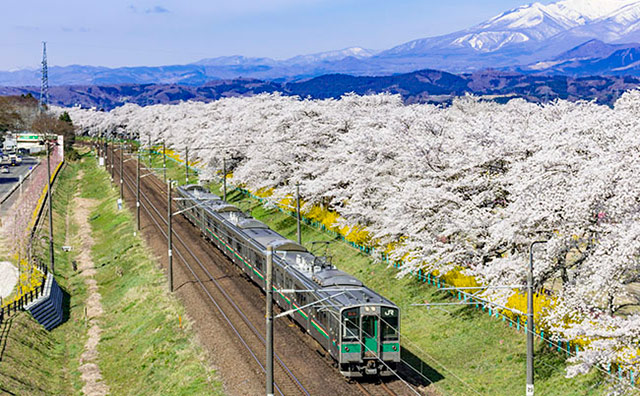 白石川堤一目千本桜