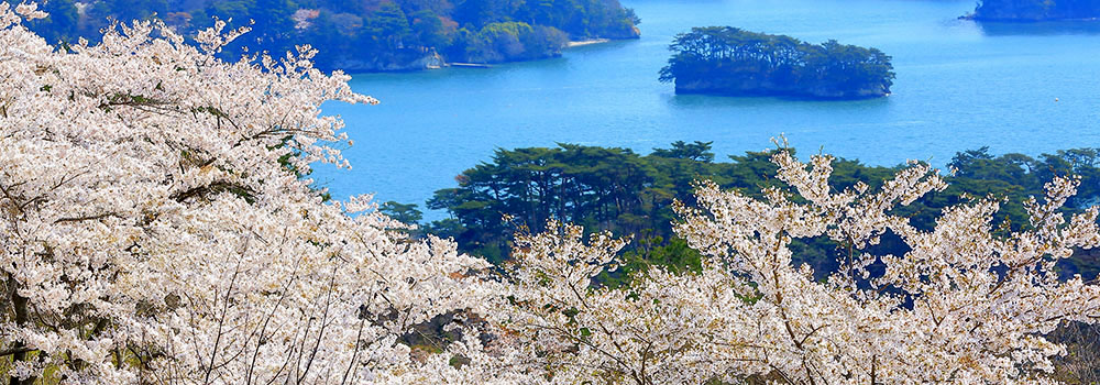 春の松島のイメージ