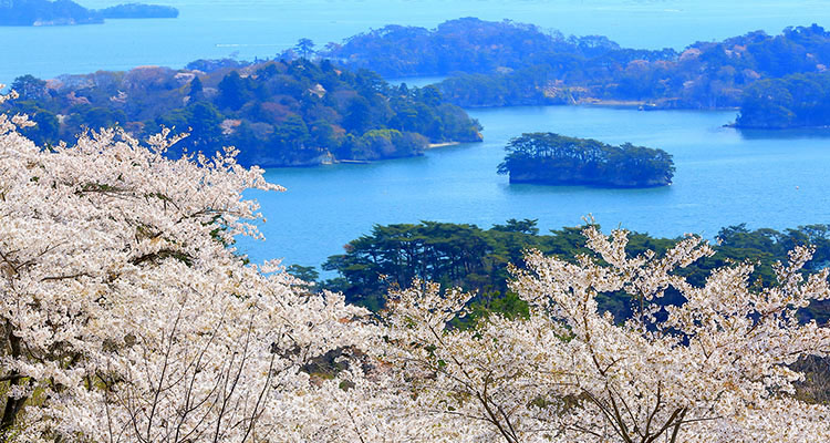 春の松島のイメージ