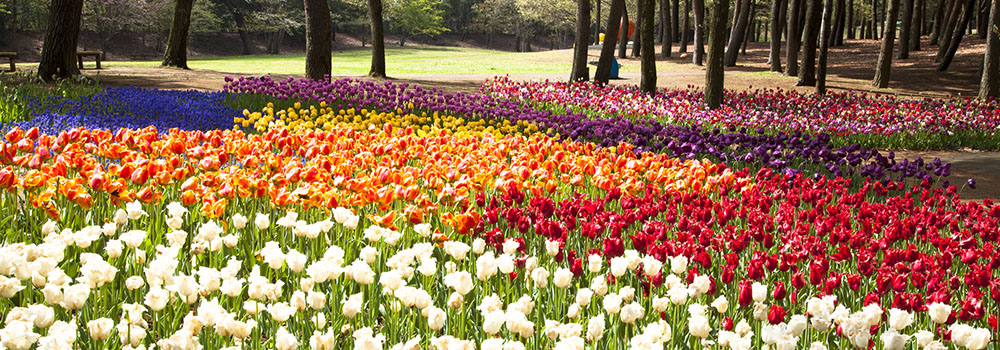 四季がある日本ならでは！旬のフルーツや花を楽しもう！