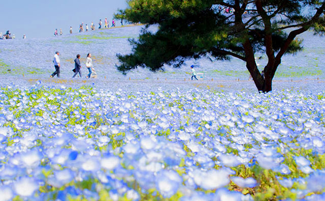 国営ひたち海浜公園