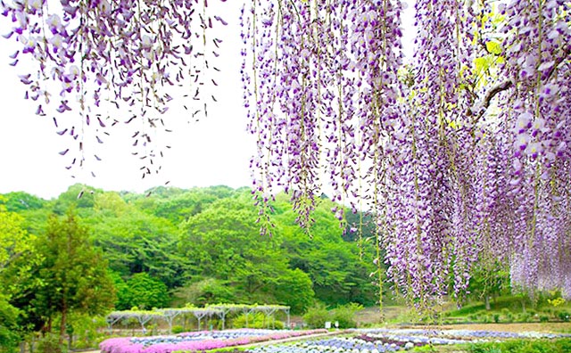 茨城県フラワーパーク