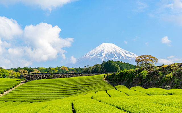 注目の静岡デスティネーションキャンペーン！春の旅行は静岡に決まり！