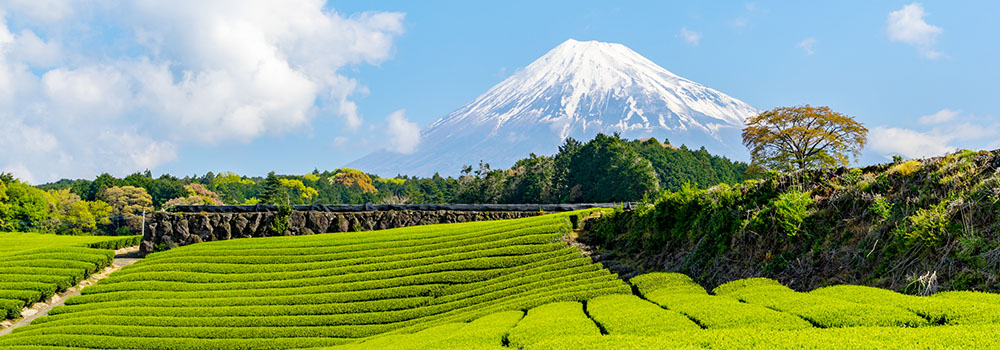 静岡　富士山と茶畑のイメージ