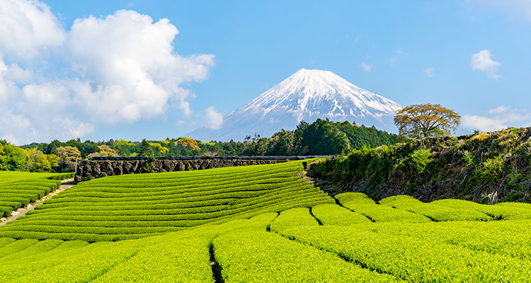 注目の静岡デスティネーションキャンペーン！春の旅行は静岡に決まり！