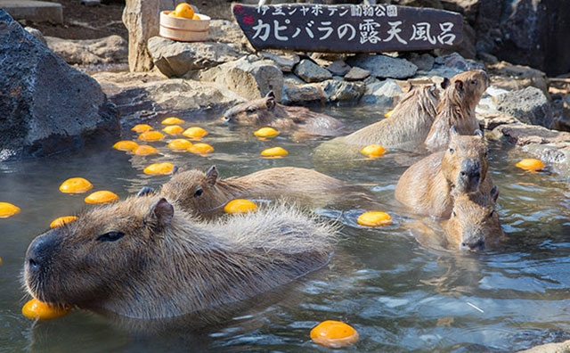 東伊豆エリア　伊豆シャボテン動物公園