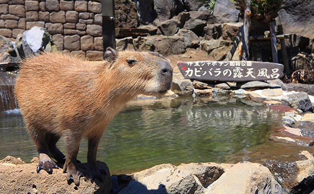 シャボテン公園のカピバラ露天風呂