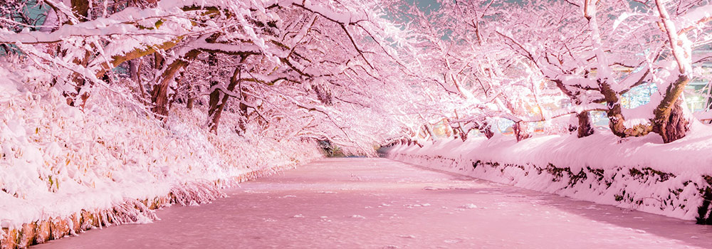 弘前公園　冬に咲くさくらライトアップのイメージ