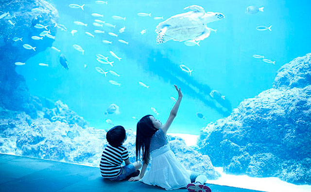 1年を通して楽しめる！東京・神奈川・千葉の水族館のイメージ