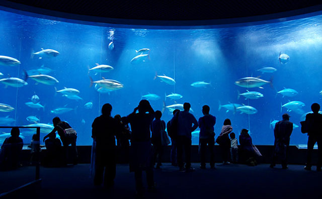 アクアシアター　マグロの群泳