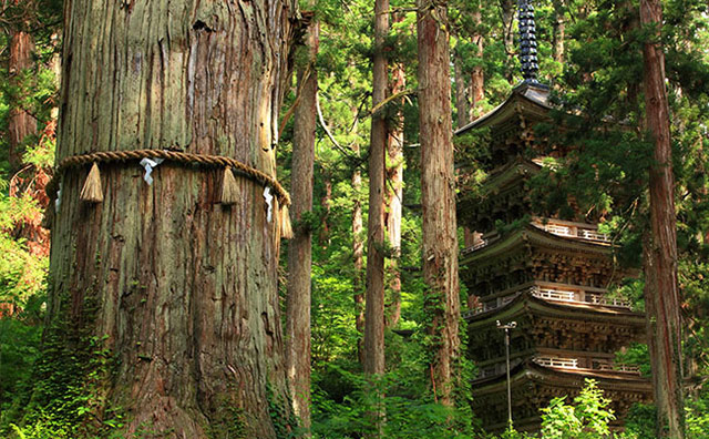 磐梯朝日国立公園 羽黒山の爺杉（国指定天然記念物）と五重塔（国宝）のイメージ