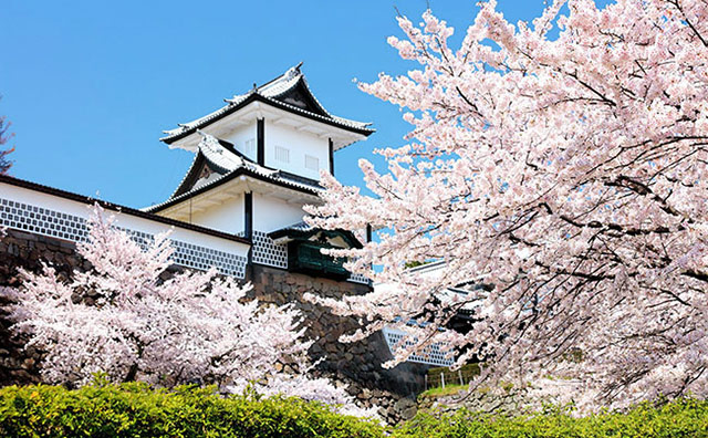 桜の時期の金沢城イメージ