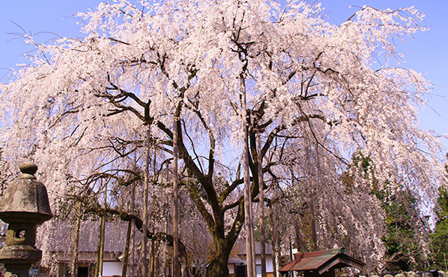 足羽山公園の桜のイメージ