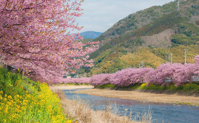 河津桜