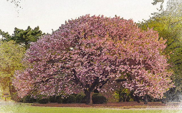 新宿御苑　桜のイメージ