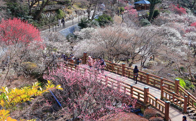 梅の花がほころぶ熱海梅園