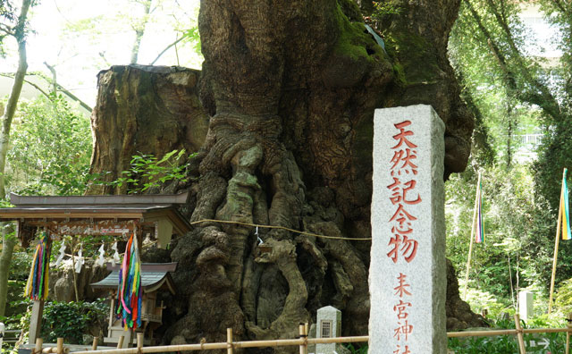來宮神社　大楠のイメージ