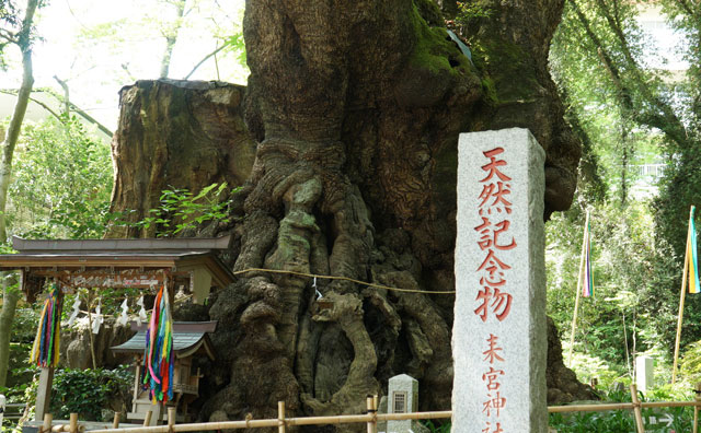 來宮神社　大楠