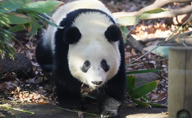 上野動物園　パンダのシャンシャンのイメージ