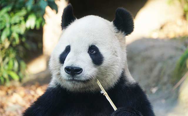 上野動物園のジャイアントパンダ