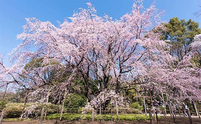 六義園